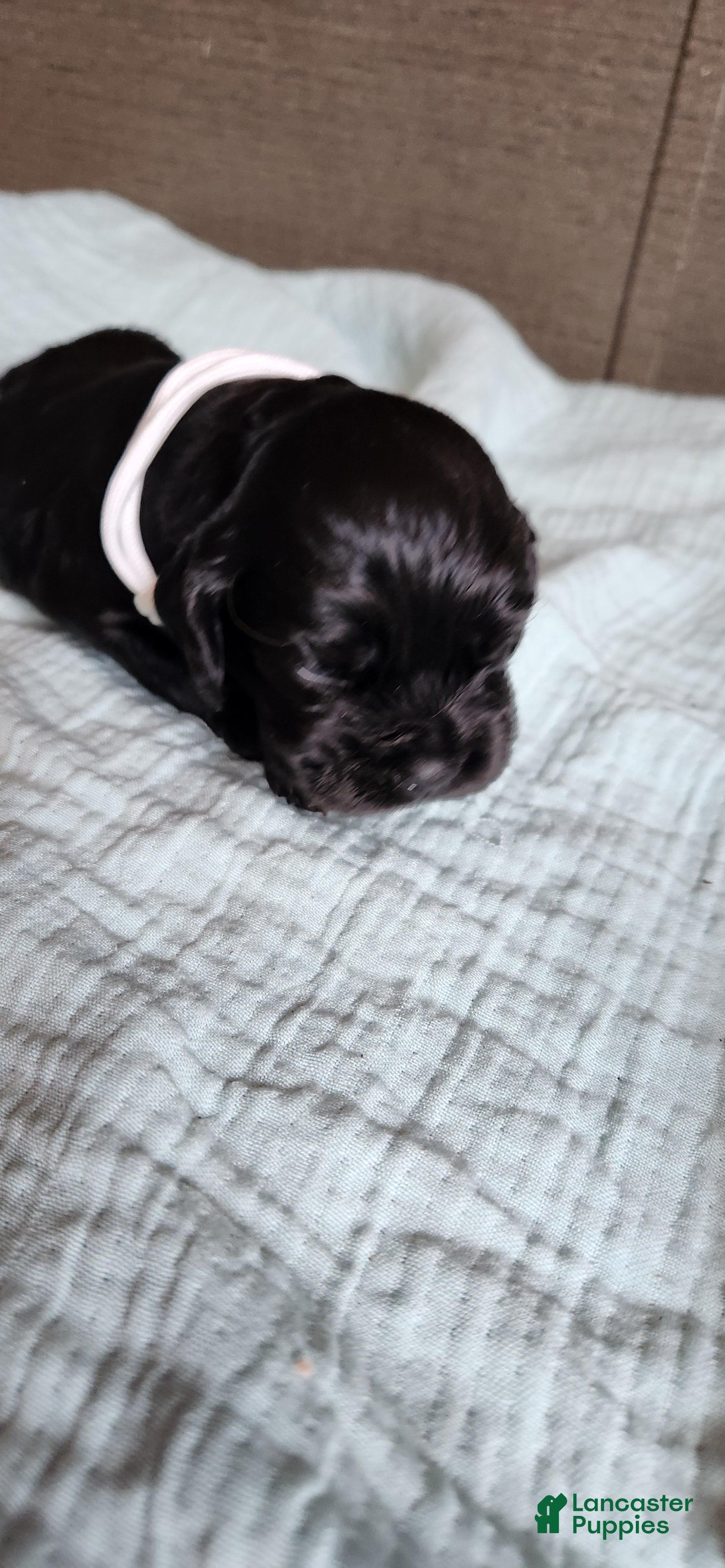 Cocker Spaniel dogs Cocker Spaniel 1 - Ad 1