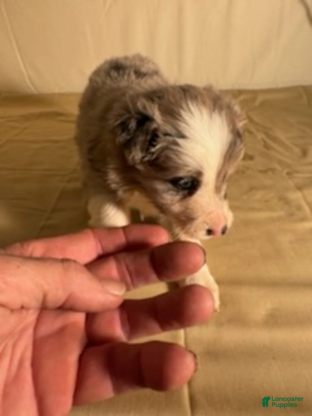 Border Collie dogs for sale: Blue Merle Female - Ad 1