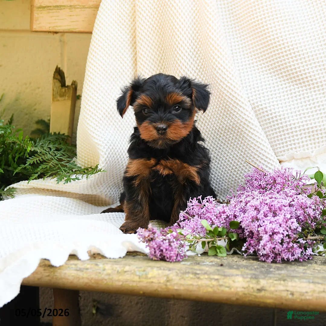 Yorkshire Terrier dogs for sale: Turner - Ad 5