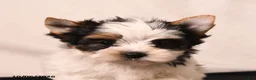 Biewer Terrier dogs for sale: Tilly - Ad 5