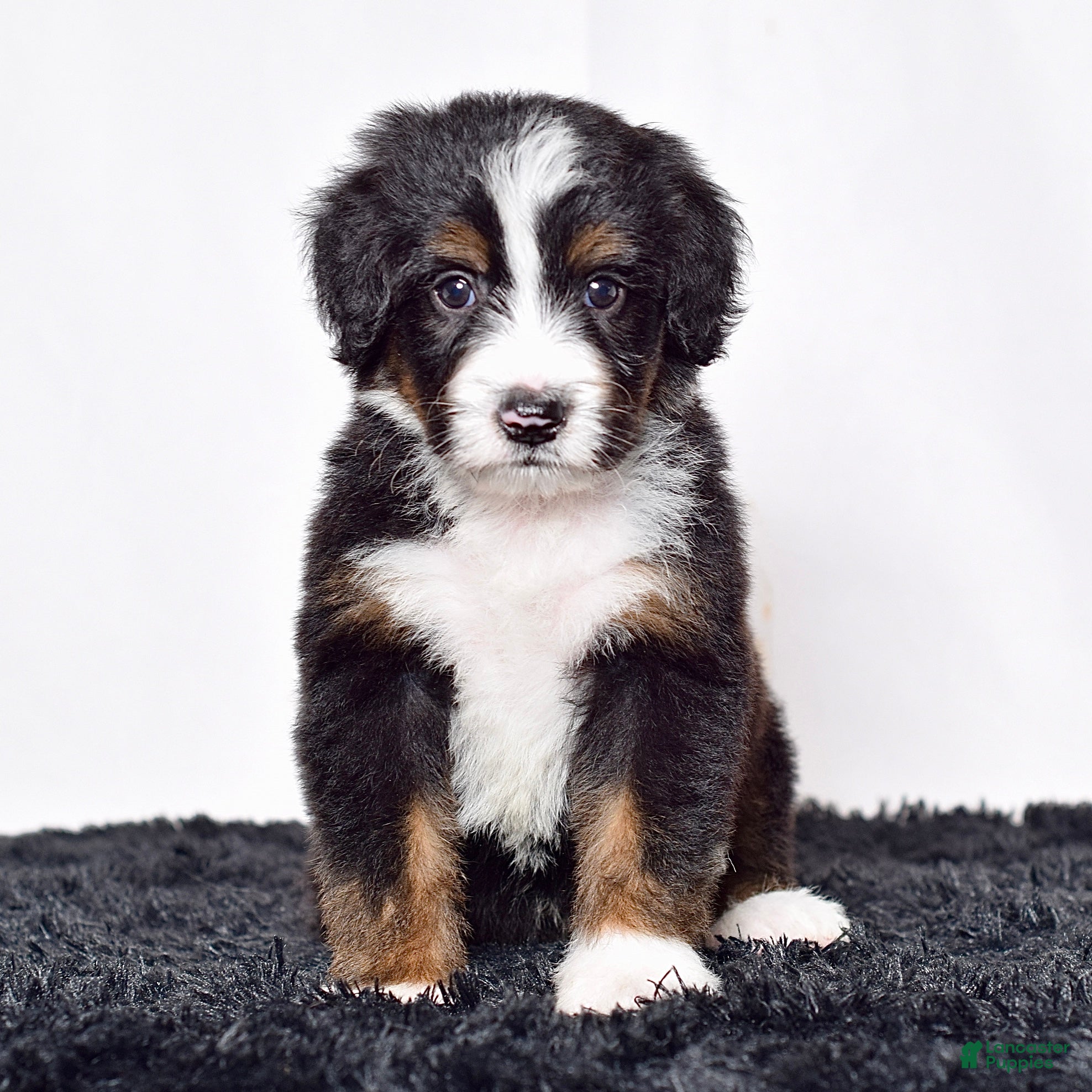 Bernedoodle dogs Mr. Oscar - Ad 2