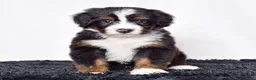 Bernedoodle dogs for sale: Mr. Oscar - Ad 2
