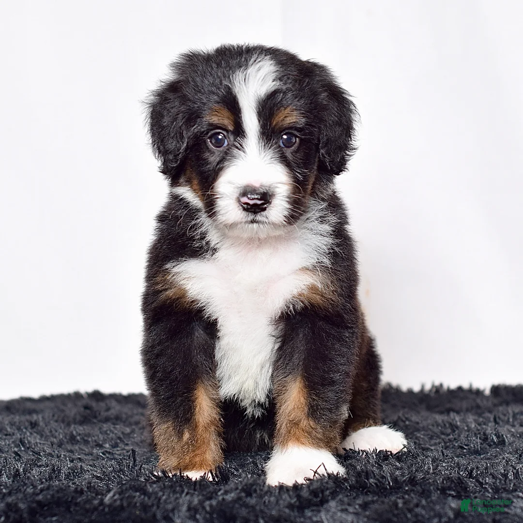 Bernedoodle dogs for sale: Mr. Oscar - Ad 2
