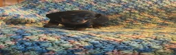 Miniature Dachshund dogs for sale: Tanner - Ad 2