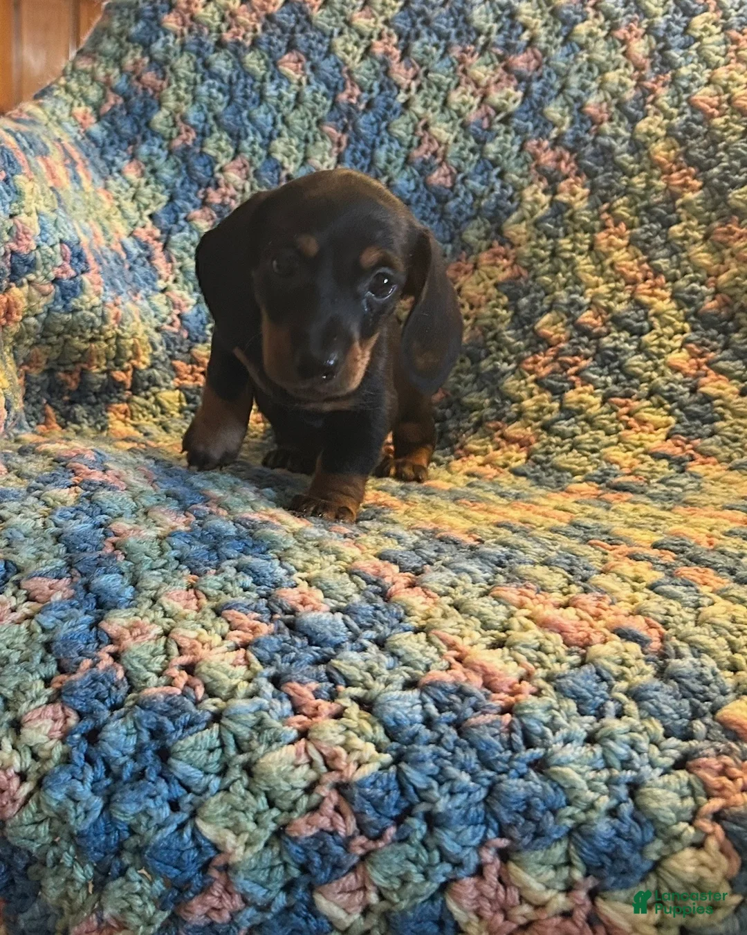 Miniature Dachshund dogs for sale: Tanner - Ad 2