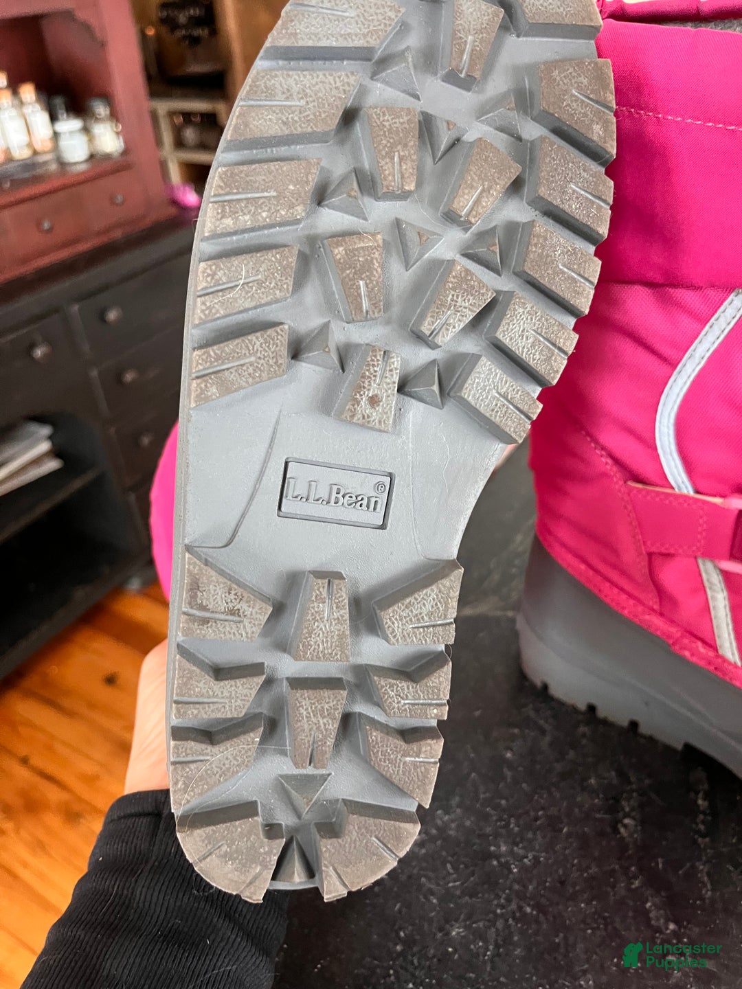 Greater Swiss Mountain Dog dogs for sale: Vera🐾❤️AKC Hip Cert🐾❤️Call 717-859-8731 - Ad 8