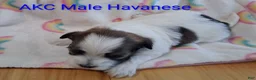 Havanese dogs for sale: AKC Red Sable & White Parti  - Ad 3