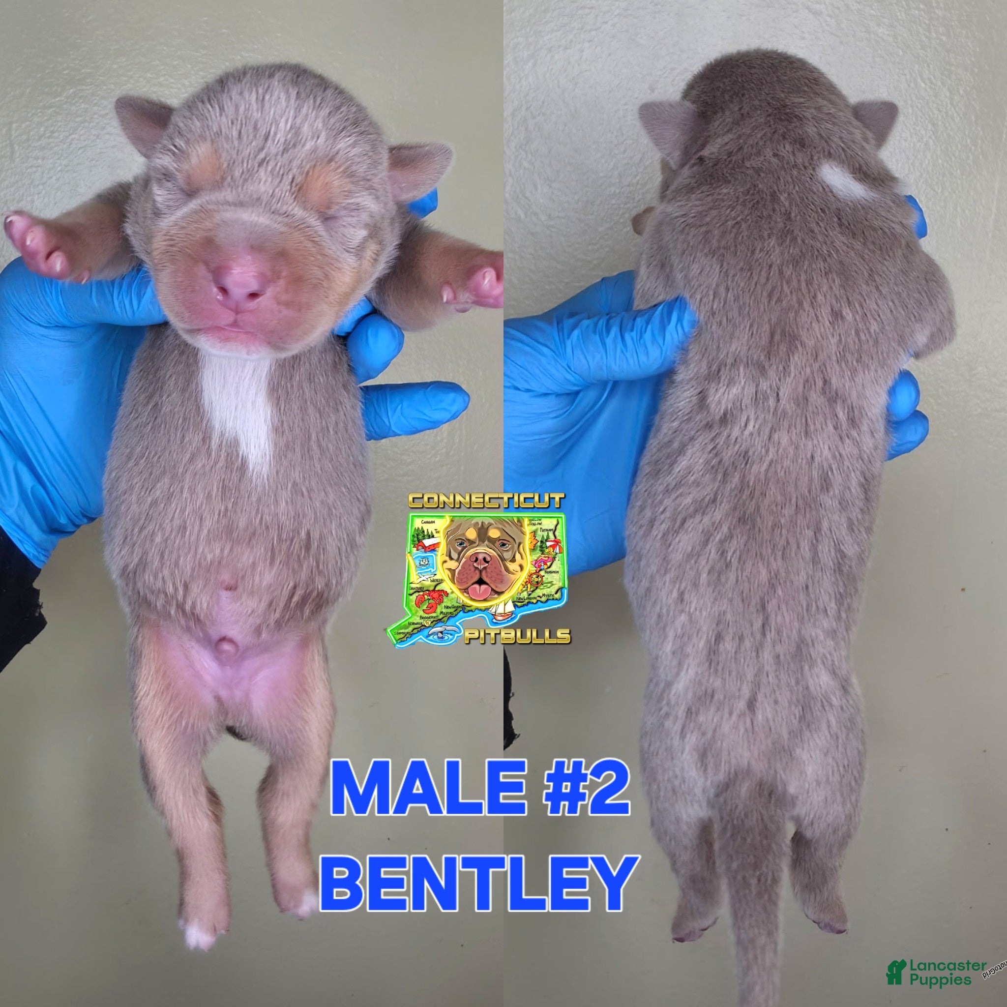 American Bully dogs BENTLEY - Ad 5