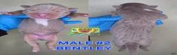 American Bully dogs for sale: BENTLEY - Ad 1