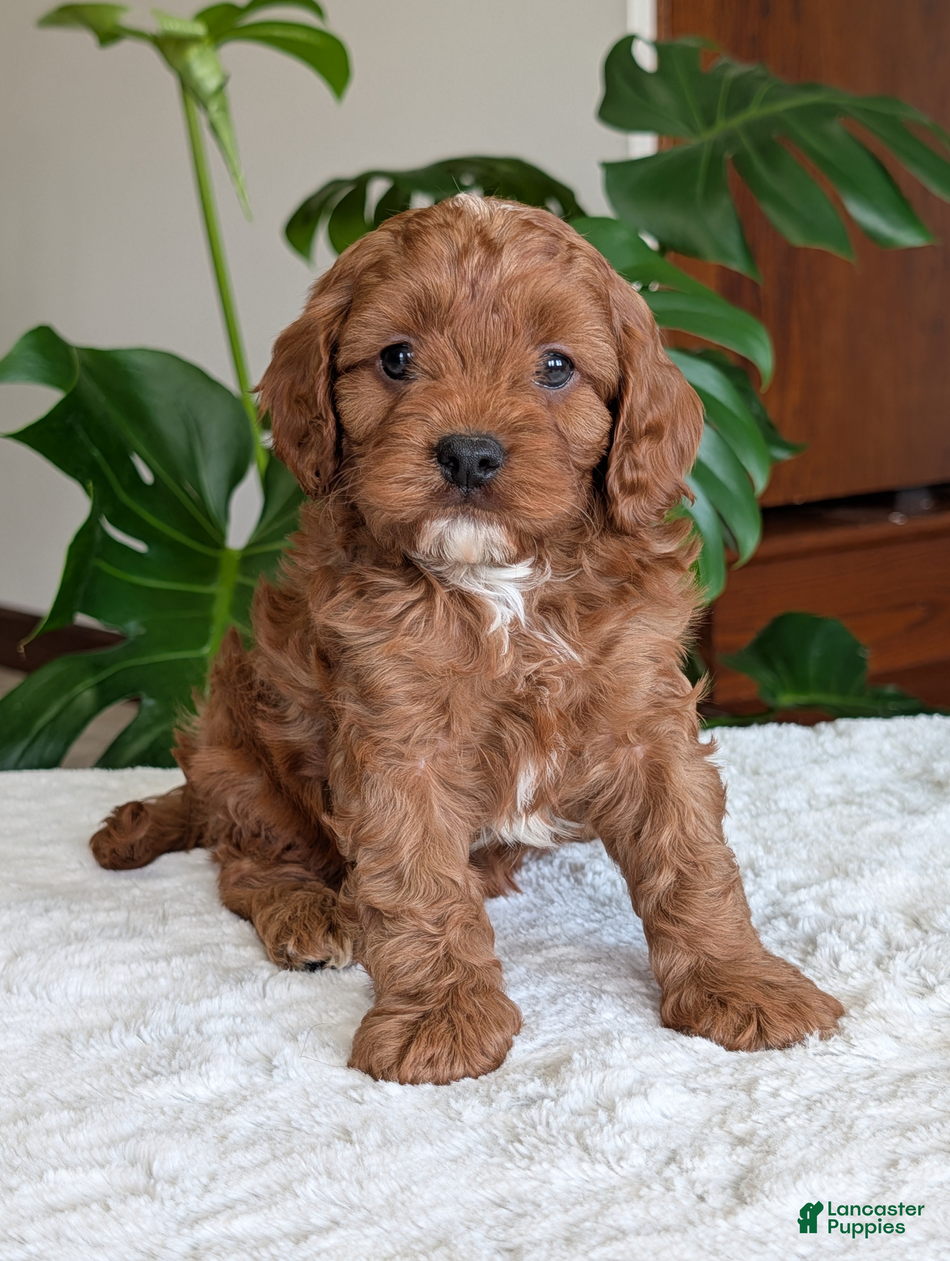Cavapoo dogs Myles - Ad 2