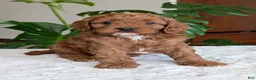 Cavapoo dogs for sale: Myles - Ad 2