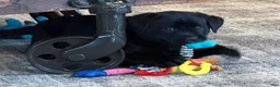 Labrador Retriever dogs for sale: Carly  - Ad 6