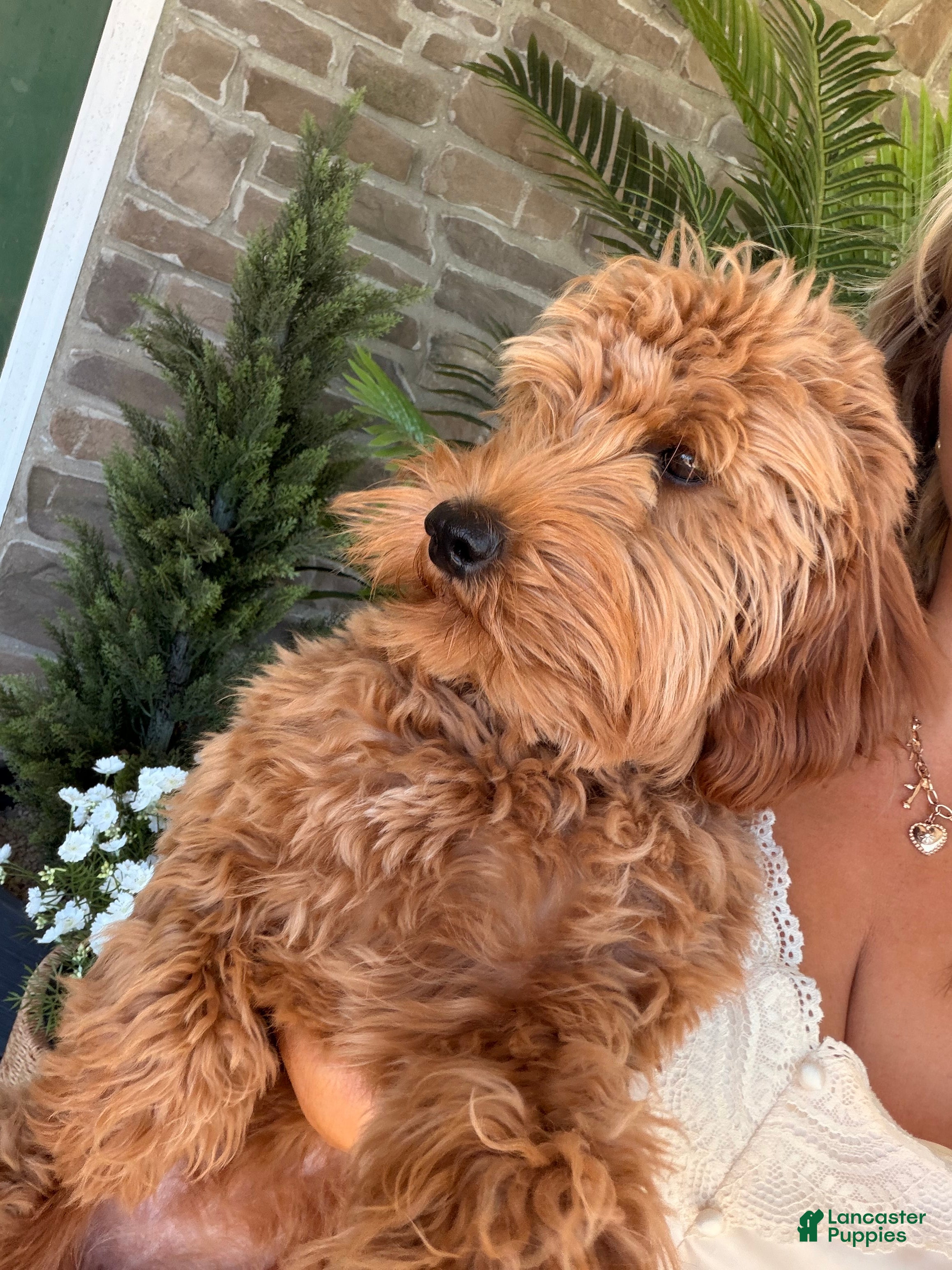 Goldendoodle dogs Della - Ad 2
