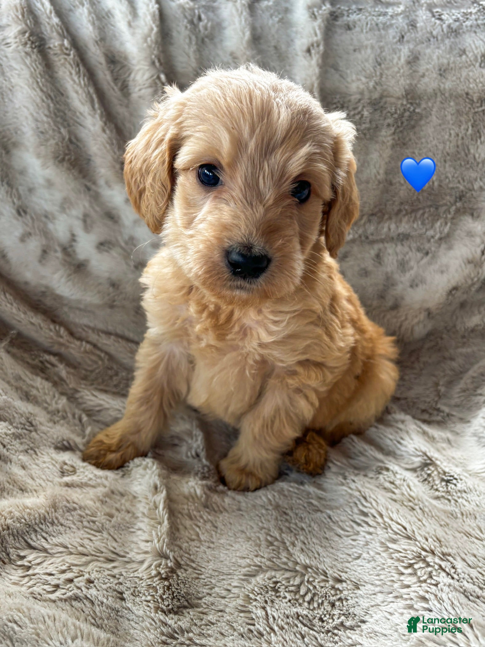 Goldendoodle dogs Cove - Ad 24