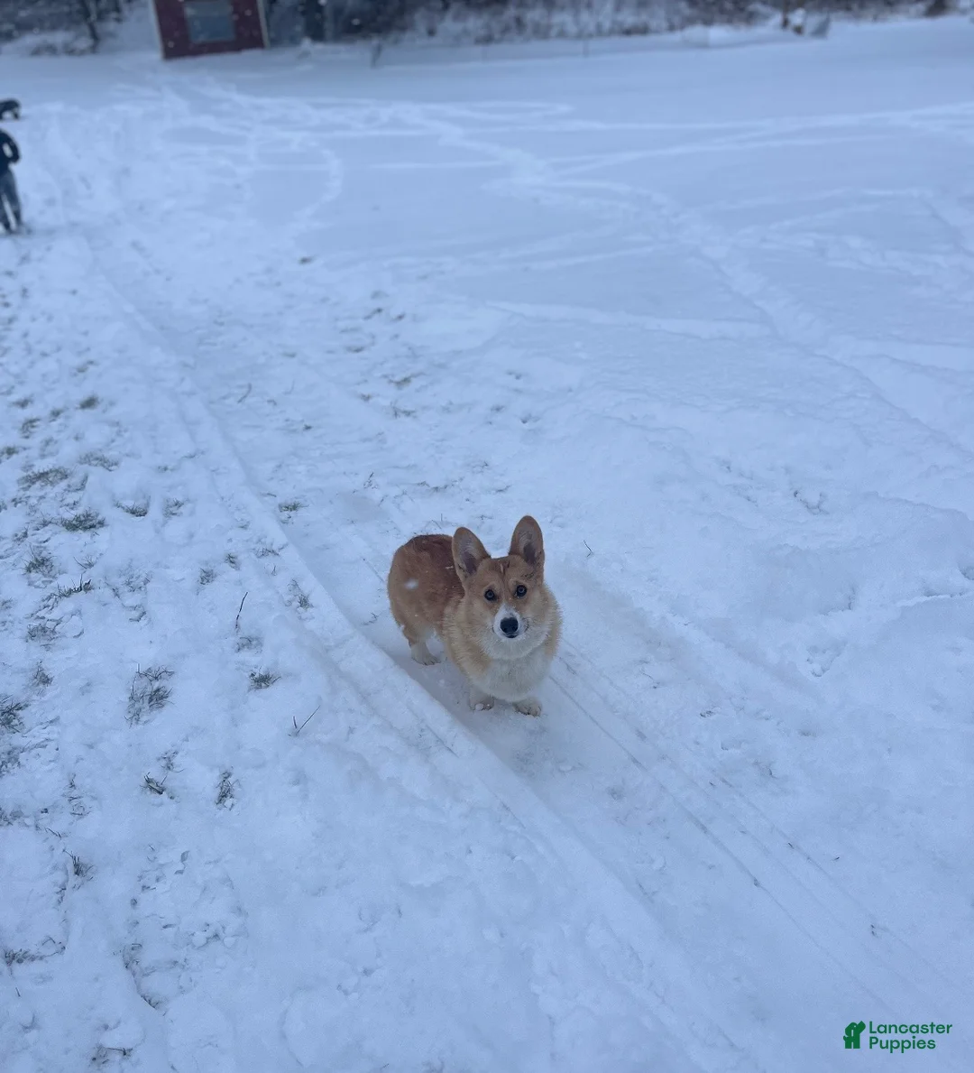 Welsh Corgi Pembroke dogs for sale: Welsh Corgi Pembroke Puppy 1 - Ad 7