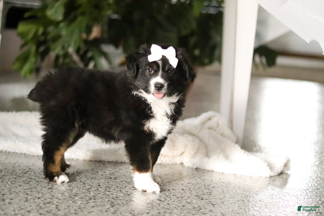 Miniature Australian Shepherd dogs for sale: Twila - Ad 2