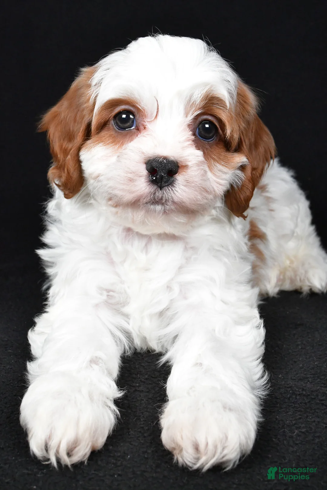 Cavapoo dogs for sale: Kody - Ad 4