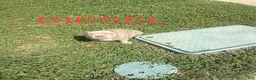 American Bully dogs for sale: American Bully 2 - Ad 9