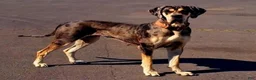 Great Dane dogs for sale: Purple collar beautiful merle female  - Ad 2