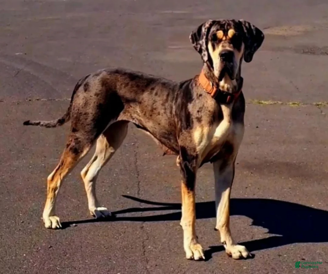 Great Dane dogs for sale: Purple collar beautiful merle female  - Ad 2