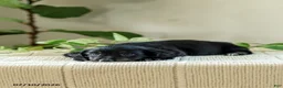Miniature Dachshund dogs for sale: Andre - Ad 4
