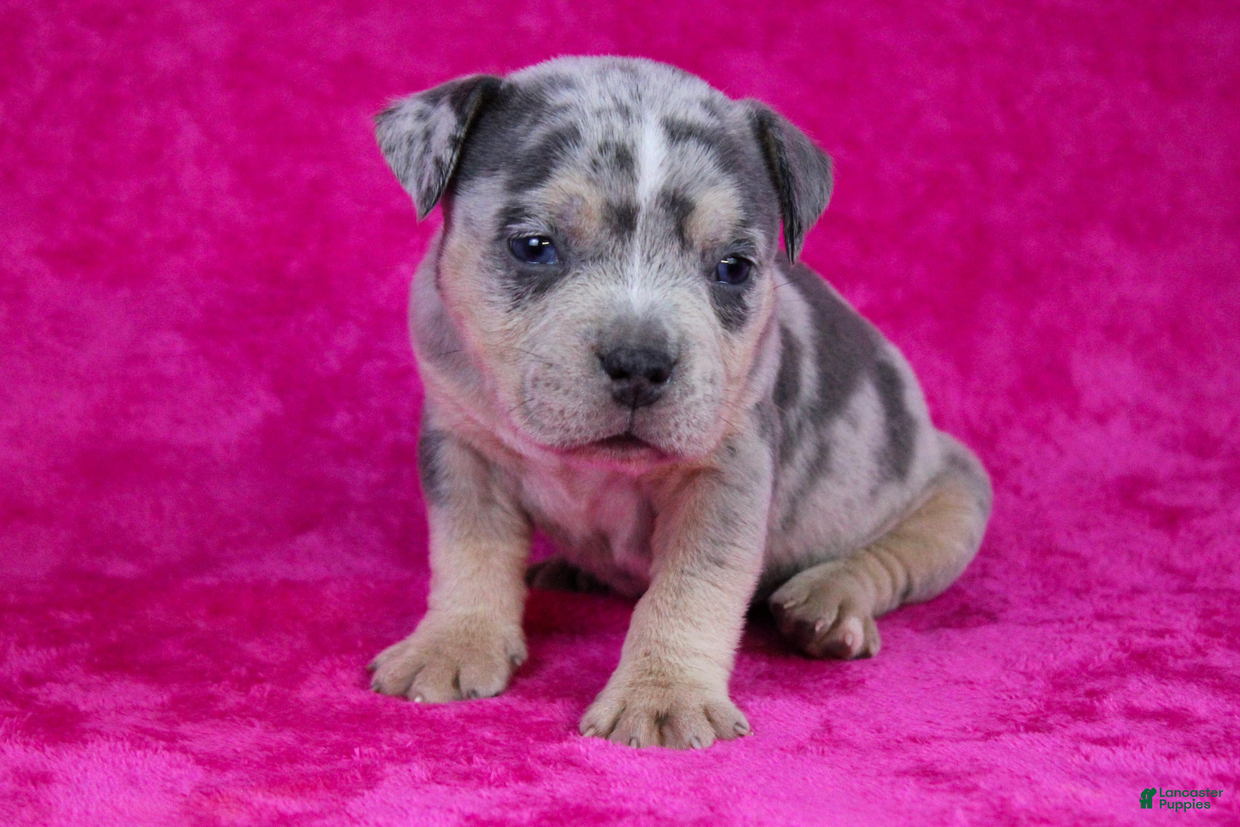American Bully dogs Blue Tri Merle Female - Ad 36