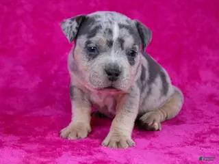 American Bully dogs Blue Tri Merle Female - Ad 36