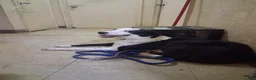 Border Collie dogs for sale: Border Collie 1 - Ad 8
