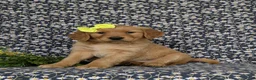 Golden Retriever dogs for sale: Nellie AKC Registered - Ad 2