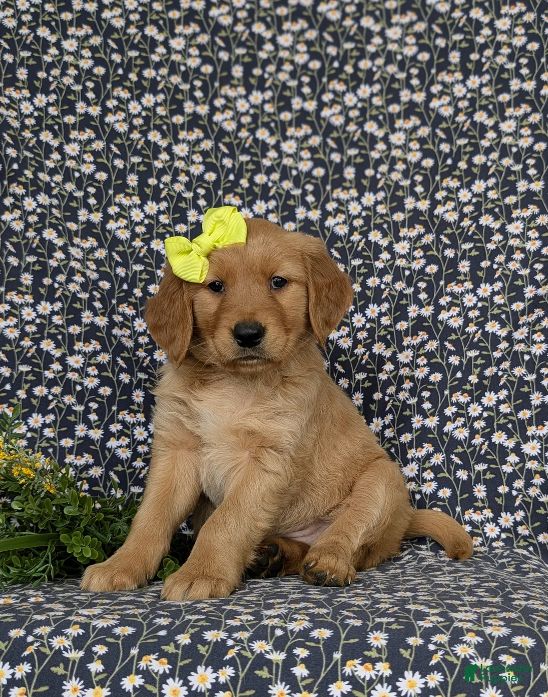 Golden Retriever dogs for sale: Nellie AKC Registered - Ad 2