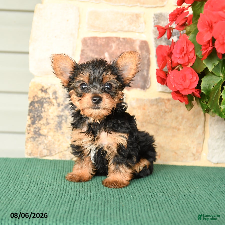 Yorkshire Terrier dogs for sale: Huckleberry - Ad 4