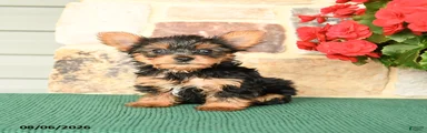 Huckleberry