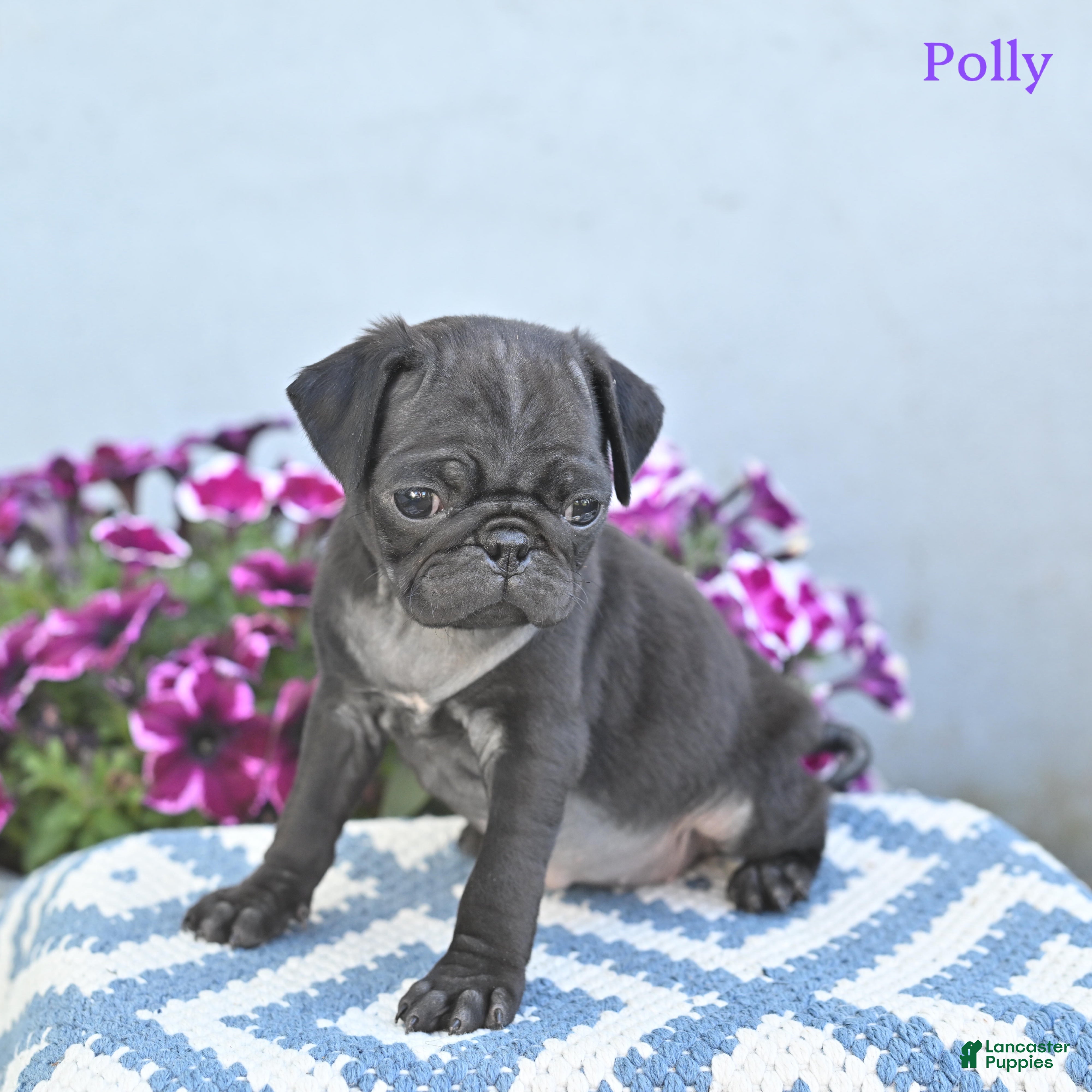 Pug dogs Polly - Ad 1