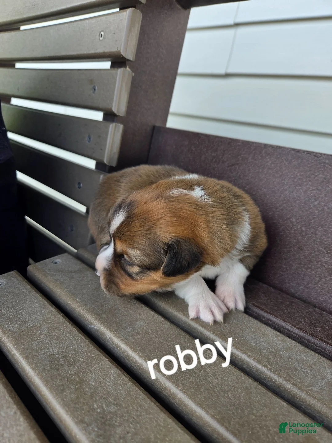 Welsh Corgi Pembroke dogs for sale: Welsh Corgi Pembroke 1 - Ad 2