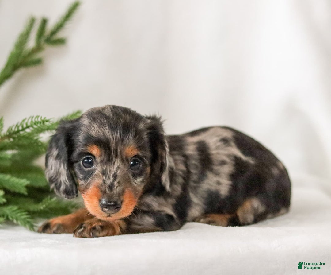 Miniature Dachshund dogs for sale: Izza - Ad 4