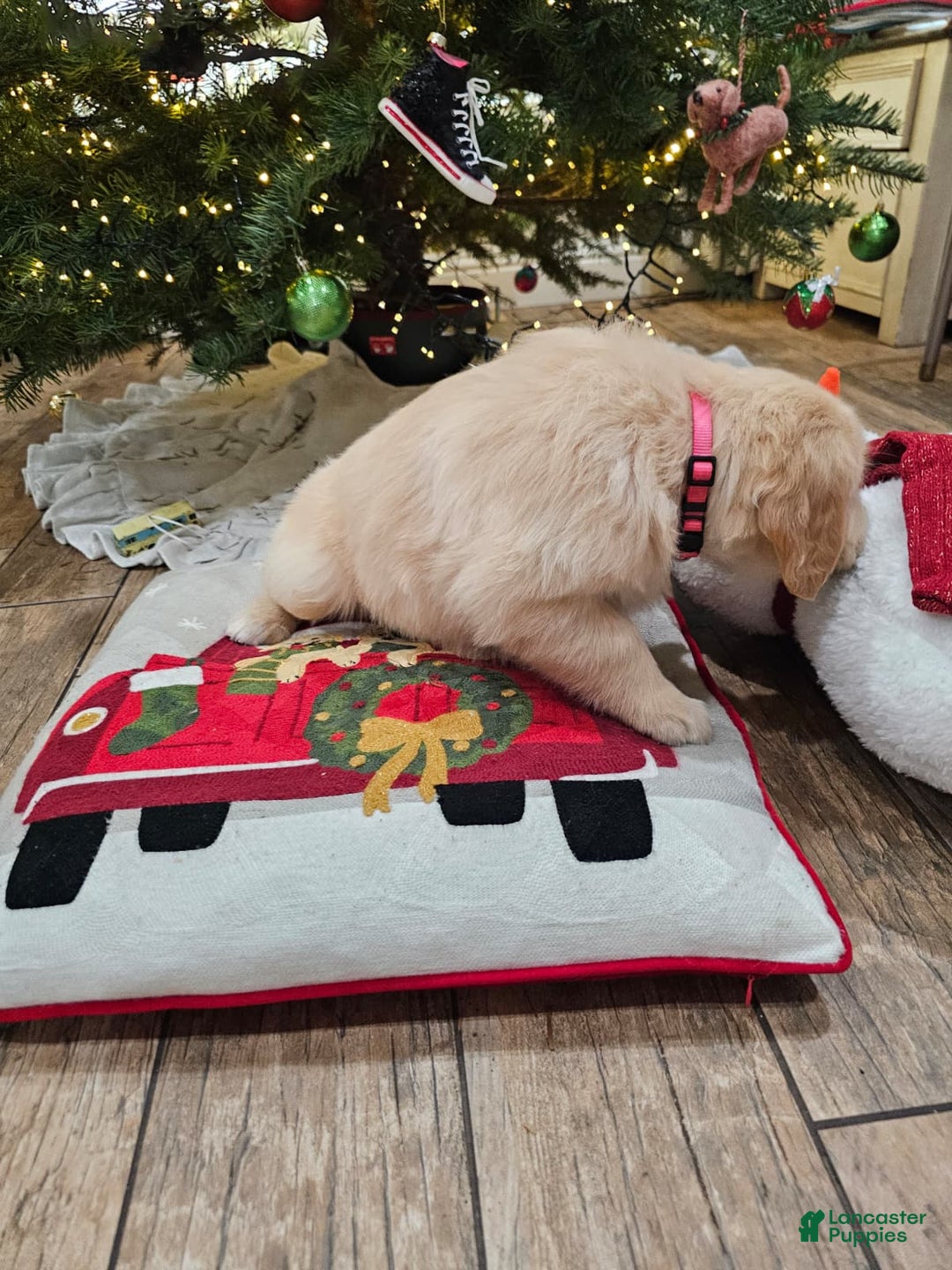 Golden Retriever dogs for sale: Golden Retriever Puppy 4 - Ad 18