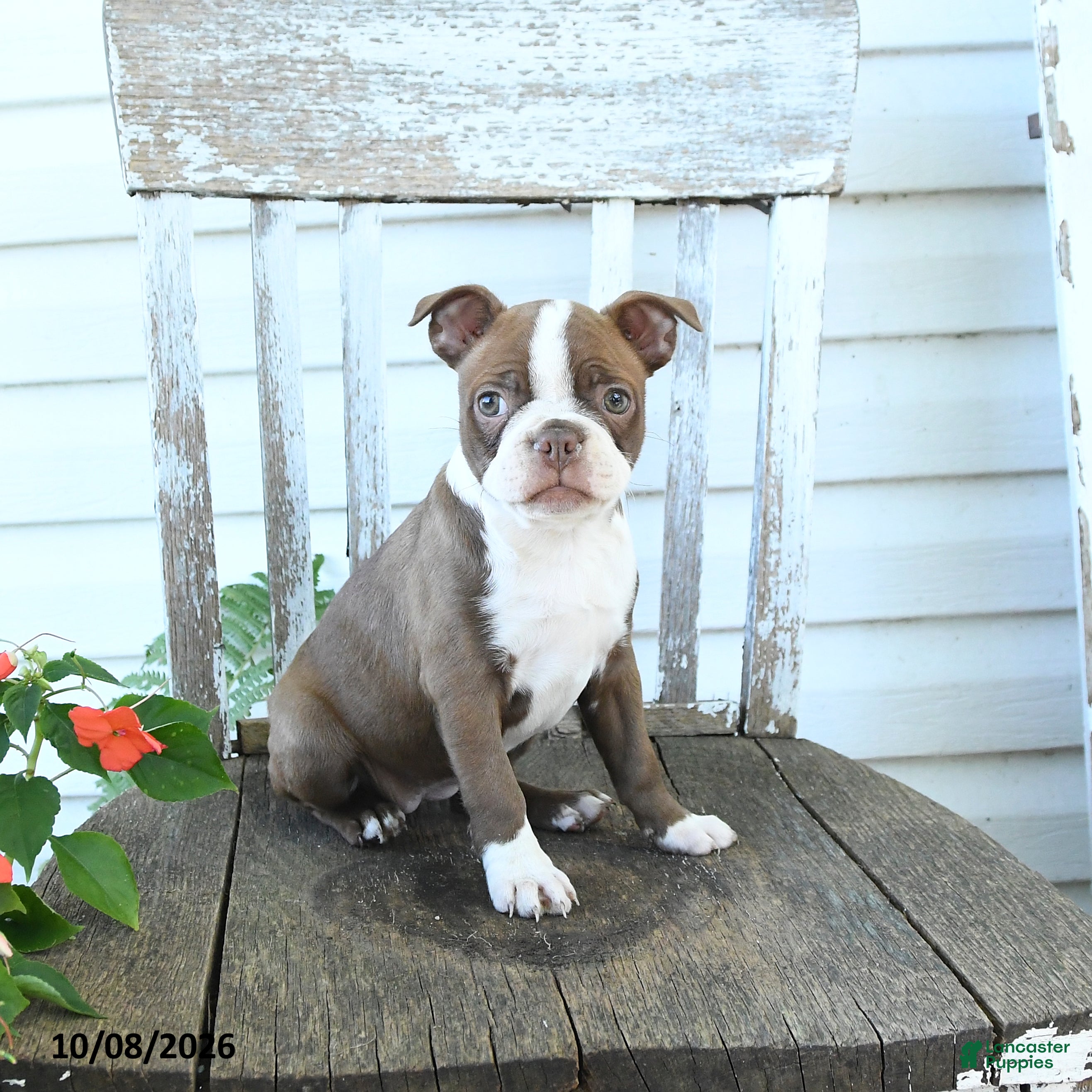 Boston Terrier dogs Bambi - Ad 2