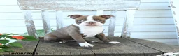 Boston Terrier dogs for sale: Bambi - Ad 2