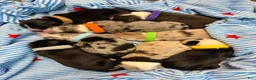 Miniature Australian Shepherd dogs for sale: Black  - Ad 3