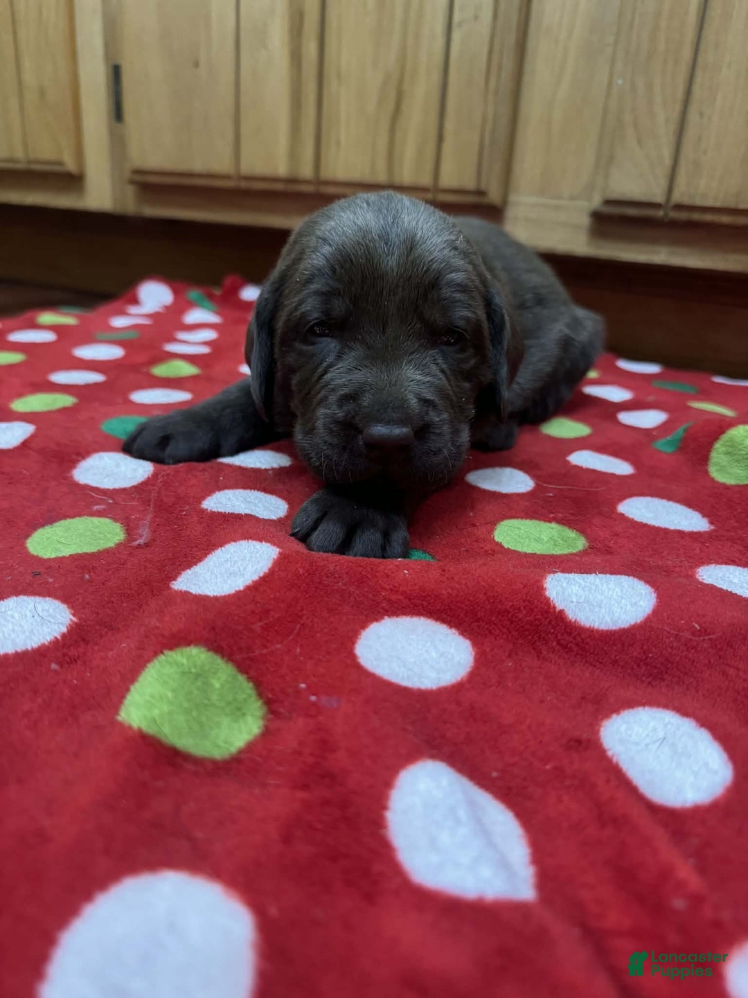 Labrador Retriever dogs for sale: Cedar - Ad 5