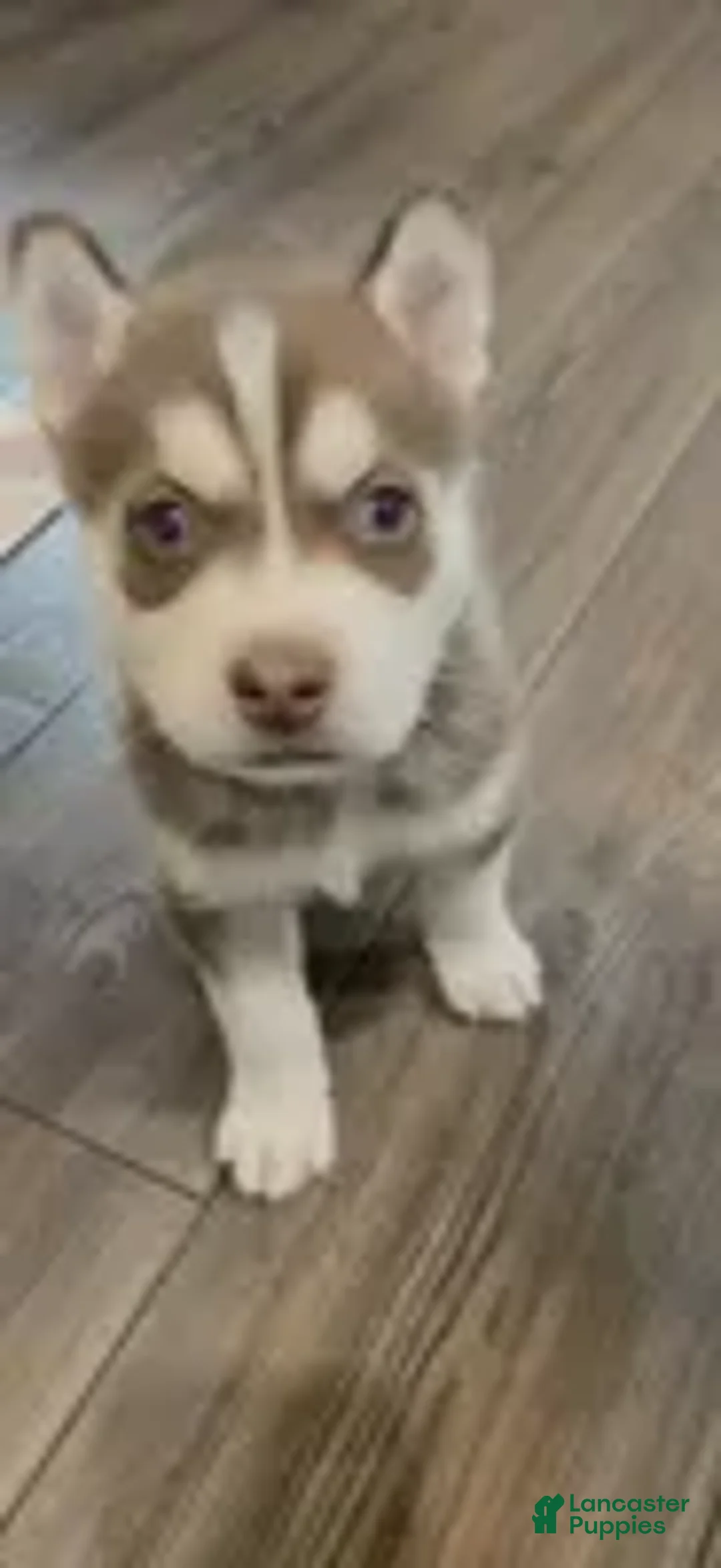 Siberian Husky dogs for sale: Siberian Husky Puppy 5 - Ad 2