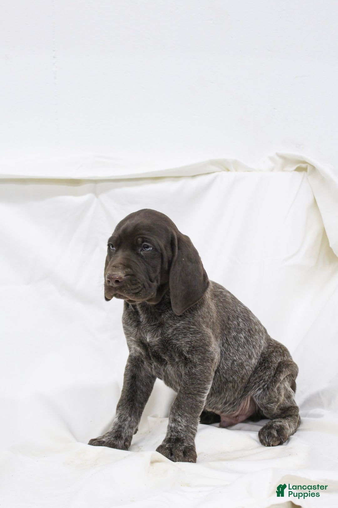 German Shorthaired Pointer dogs for sale: Rocky - Ad 3