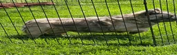 French Bulldog dogs for sale: Apollo - Ad 11
