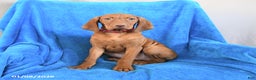 Vizsla dogs for sale: Rambo - Ad 1