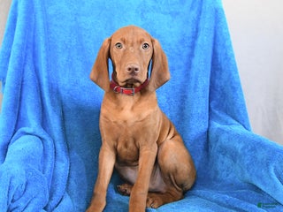 Vizsla dogs Rambo - Ad 9