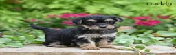 Morkie dogs for sale: Buddy - Ad 4