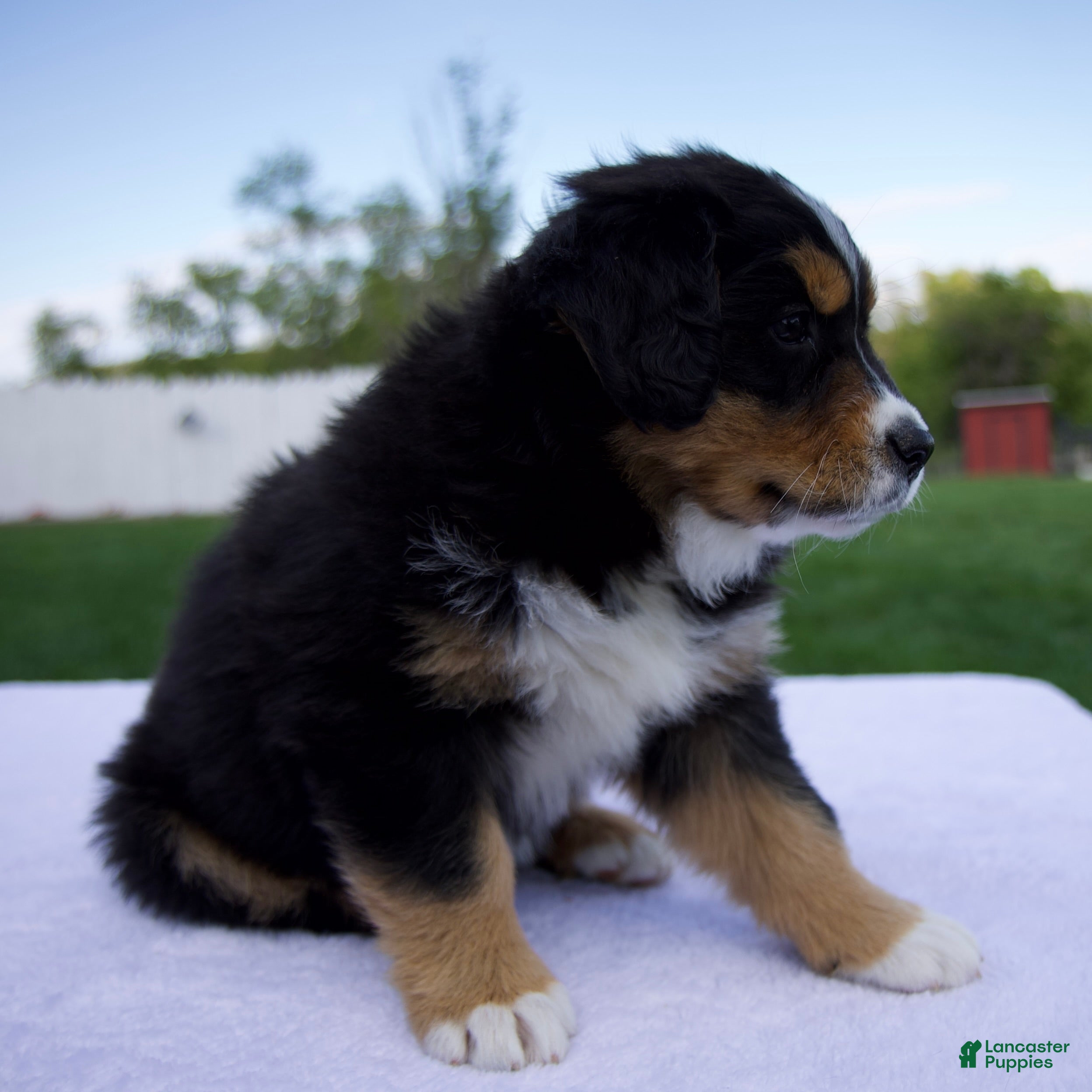 Australian Shepherd dogs Peanut - Ad 2