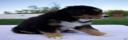 Australian Shepherd dogs for sale: Peanut - Ad 2