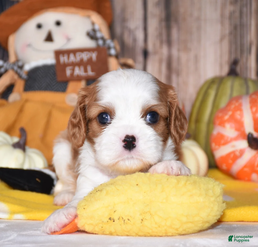 Cavalier King Charles Spaniel dogs for sale: Churro - Ad 2
