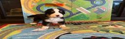 Bernese Mountain Dog dogs for sale: Orange - Ad 3